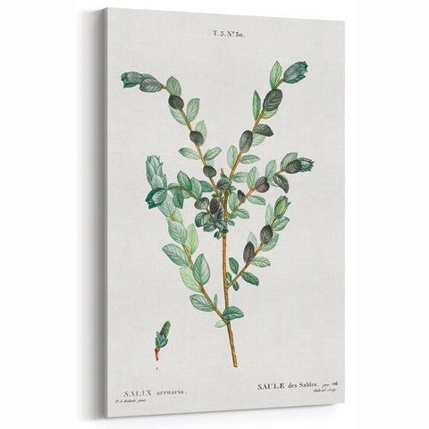 Neoclassical Creeping Willow Print - Botanical Art by Redouté