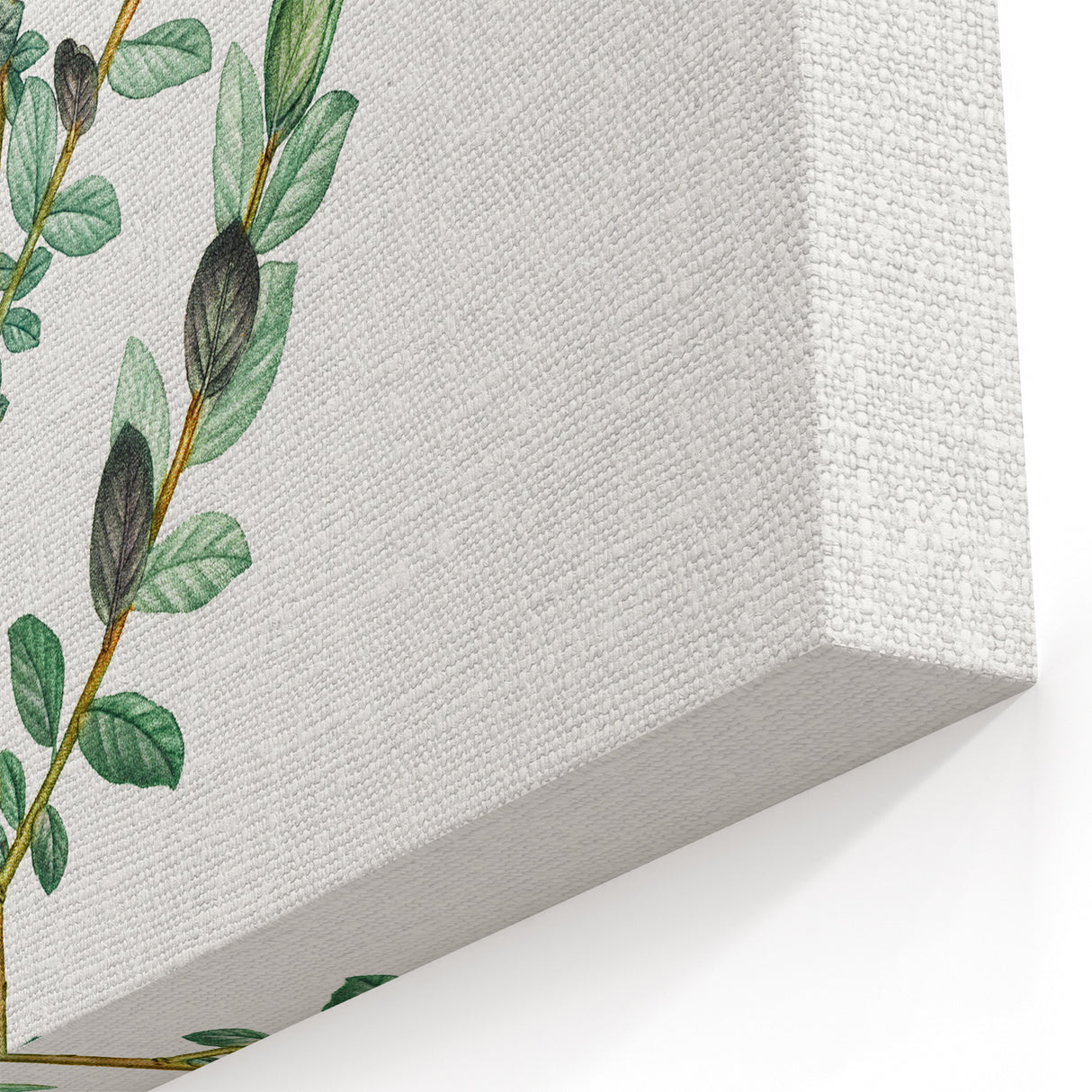 Neoclassical Creeping Willow Print - Botanical Art by Redouté