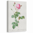 Neoclassical Crenate Cabbage Rose Print - Botanical Art by Redouté