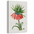Neoclassical Crown Imperial Fritillary Print - Botanical Art by Redouté