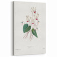 Neoclassical Art Print: Cyclamen by Redouté - Greco-Roman Style Wall Art