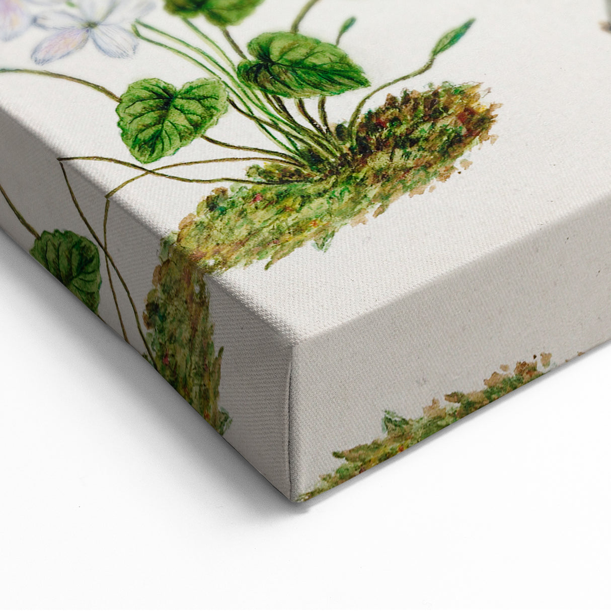 Classical Realism Plant Art - Detailed Mahoe Botanical Art Print