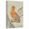 Classical Realism Painting of Exotic Birds - Realism Art Canvas Print