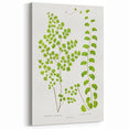 Fine Art Realism Print - British Ferns by Edward J. Lowe - Elegant Wall Art