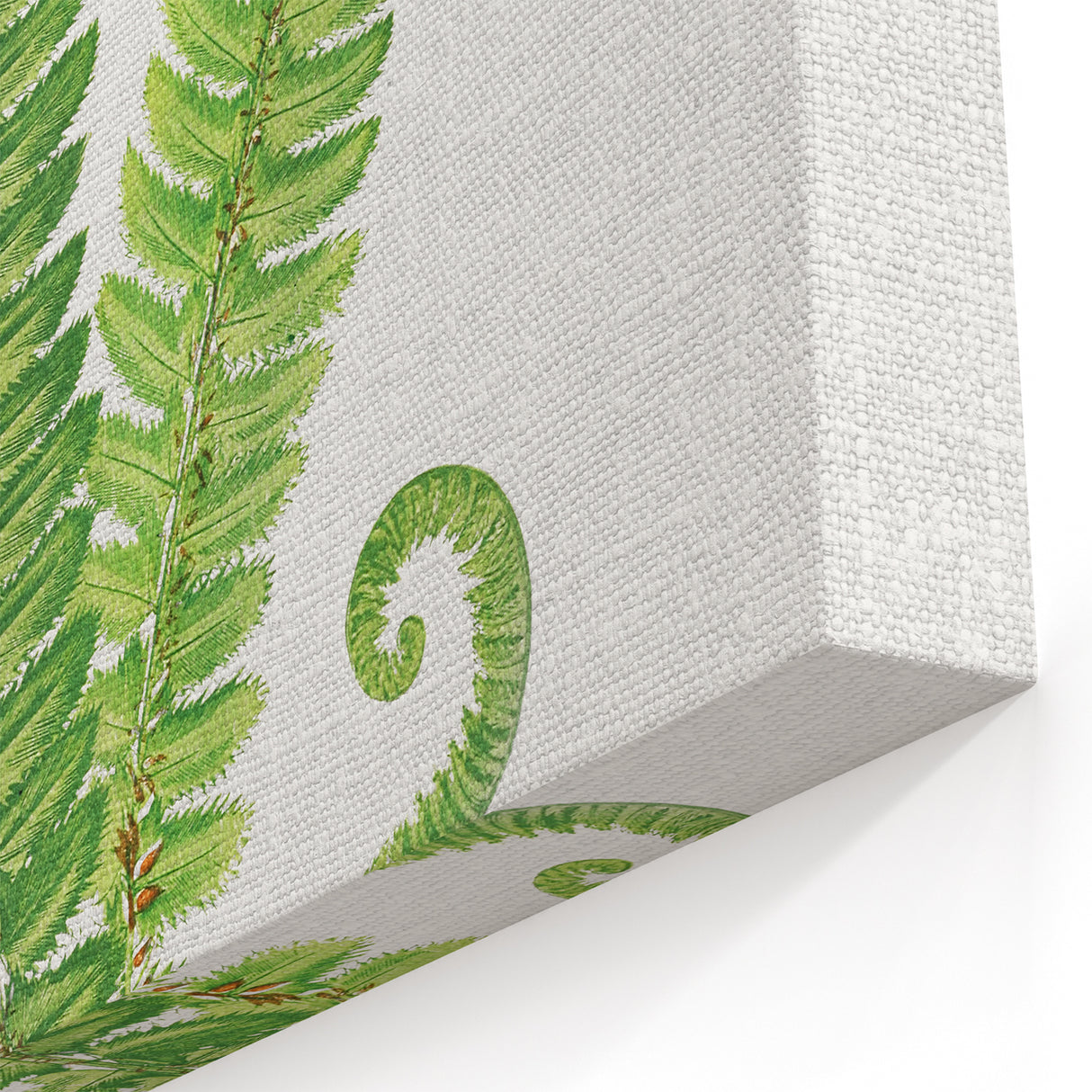 Realistic Fern Art Print - Aspidium Lonchitis by E.J. Lowe - Elegant Wall Decor