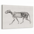 Anatomical Art Print - Tiger Body Dissection by George Stubbs - Detailed Scientific Illustration