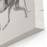 Anatomical Art Print - Tiger Body Dissection by George Stubbs - Detailed Scientific Illustration