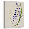 Botanical Realism Art Print - Ink Plant (Dianella Intermedia