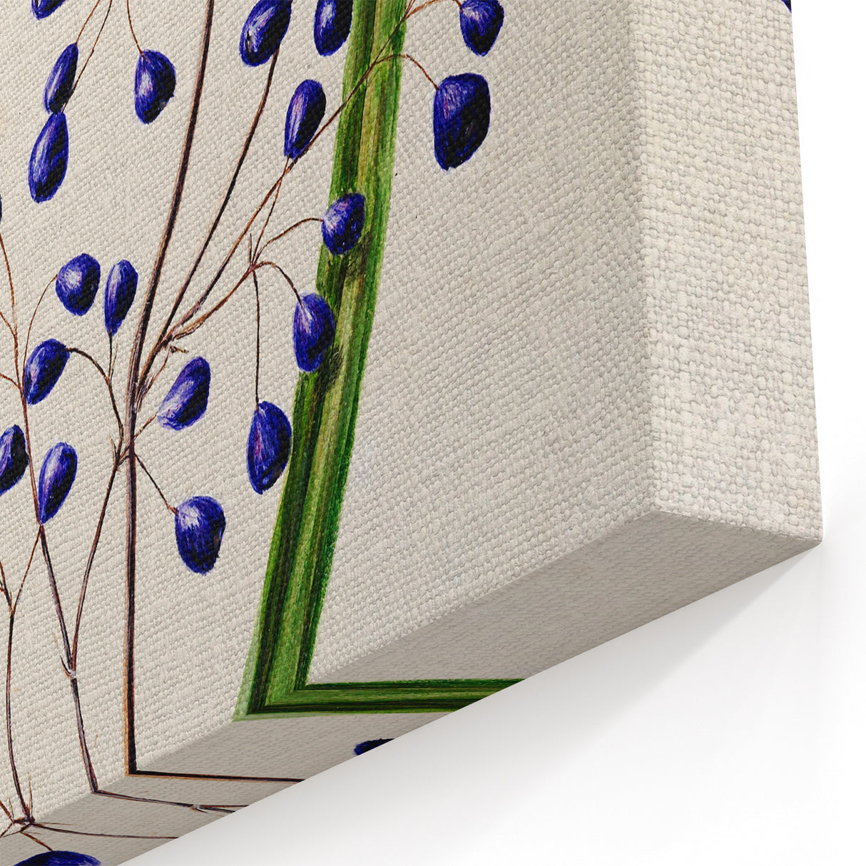 Botanical Realism Art Print - Ink Plant (Dianella Intermedia