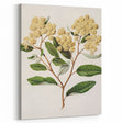 Classical Realism Botanical Art Print - Kumarahou Flower Study