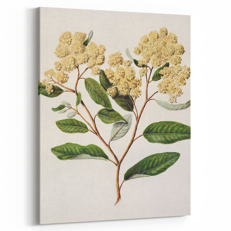 Classical Realism Botanical Art Print - Kumarahou Flower Study