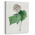 Neoclassical Art Print: Dombeya Amelia by Redouté - Botanical Wall Art