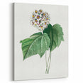 Neoclassical Art Print: Dombeya Amelia by Redouté - Botanical Wall Art