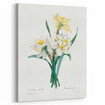 Neoclassical Art Print: Double Daffodil by Redouté - Botanical Wall Decor