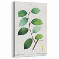 Neoclassical Art Print: Eared Willow by Redouté - Botanical Wall Art