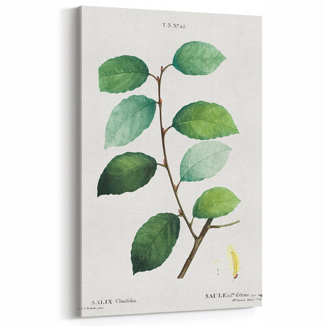 Neoclassical Art Print: Eared Willow by Redouté - Botanical Wall Art