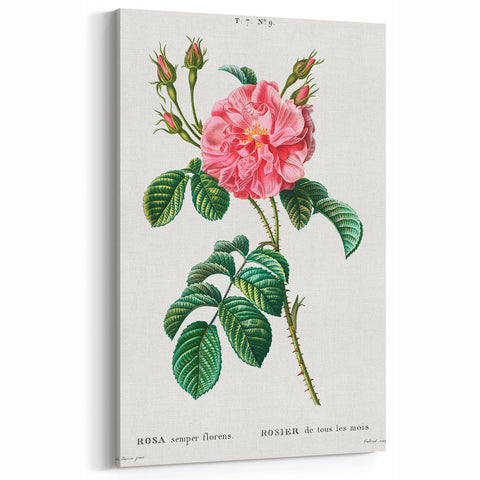 Neoclassical Art Print: Ever-blowing Rose by Redouté - Botanical Wall Art