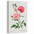 Neoclassical Art Print: Ever-blowing Rose by Redouté - Classic Floral Art