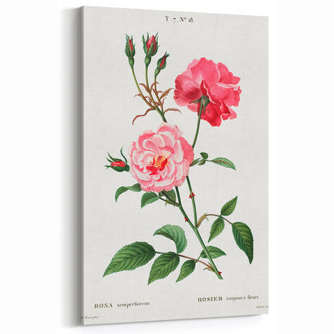 Neoclassical Art Print: Ever-blowing Rose by Redouté - Classic Floral Art