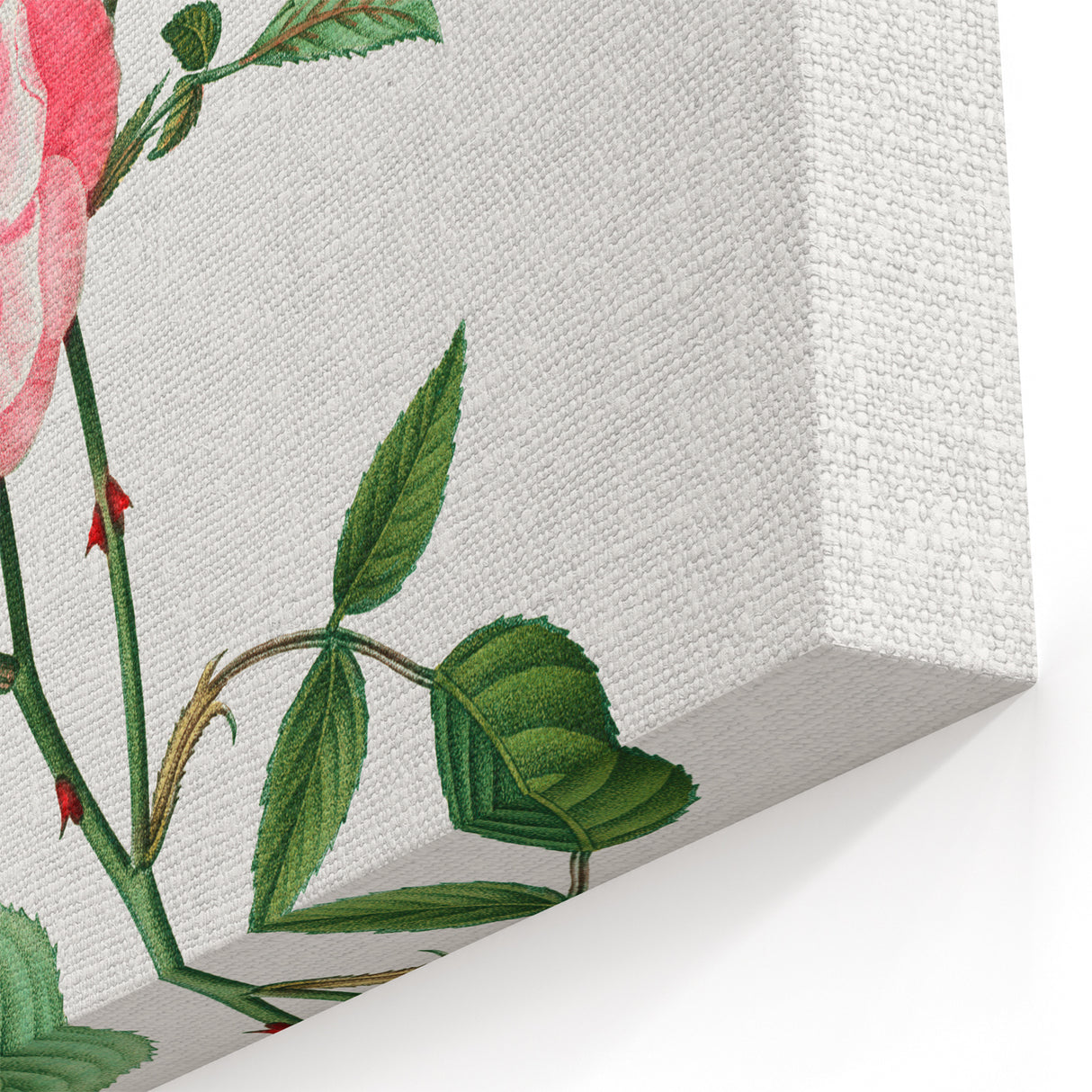 Neoclassical Art Print: Ever-blowing Rose by Redouté - Classic Floral Art