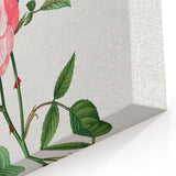 Neoclassical Art Print: Ever-blowing Rose by Redouté - Classic Floral Art