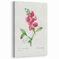 Neoclassical Art Print: Everlasting Pea by Redouté - Classic Floral Decor