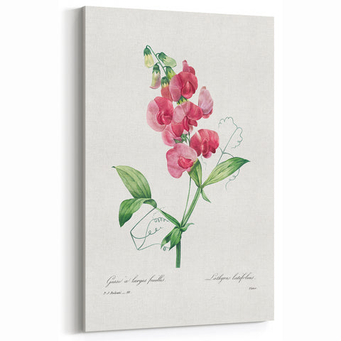 Neoclassical Art Print: Everlasting Pea by Redouté - Classic Floral Decor