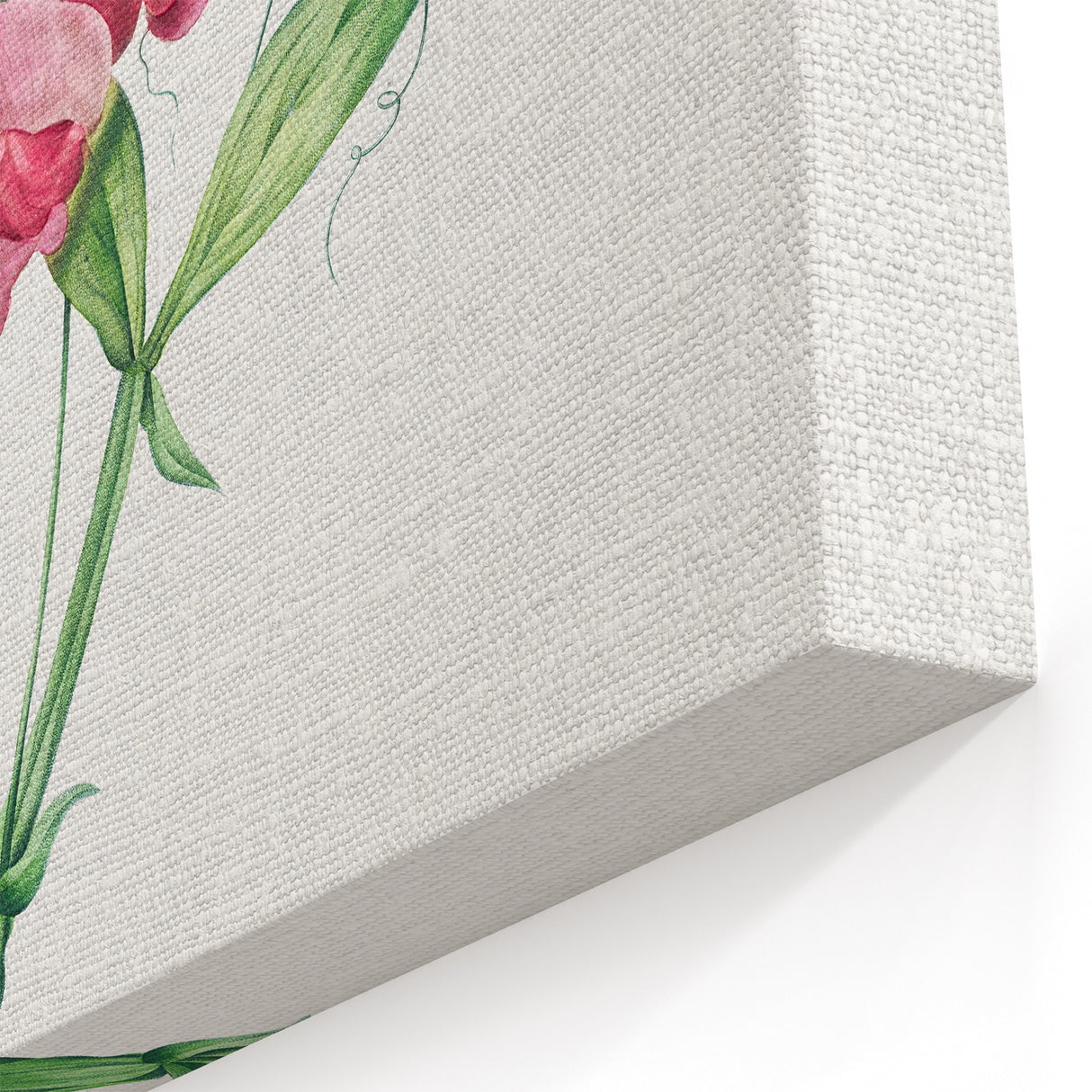 Neoclassical Art Print: Everlasting Pea by Redouté - Classic Floral Decor