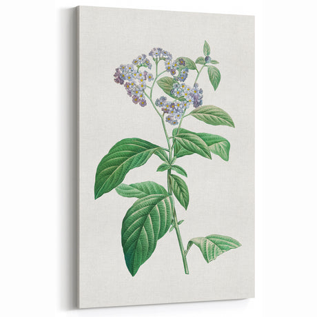Neoclassical Art Print: Forget-Me-Not by Redouté - Classic Floral Decor