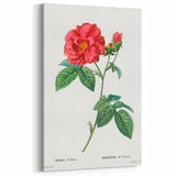 Neoclassical Art Print: French Rose by Redouté - Classic Botanical Decor
