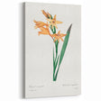 Neoclassical Art Print of Gladiolus by Redouté - Classical Style Decor