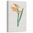 Neoclassical Art Print of Gladiolus by Redouté - Classical Style Decor