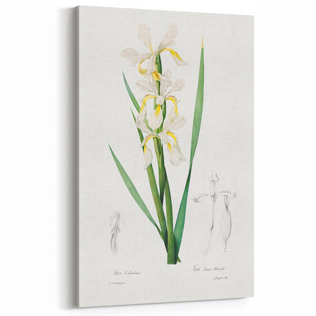 Neoclassical Art Print of Gold-banded Iris by Redouté - Botanical Decor