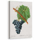 Neoclassical Art Print of Grape Vine by Redouté - Botanical Wall Art