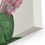 Neoclassical Art Print of Hydrangea by Redouté - Botanical Floral Decor