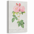 Neoclassical Art Print of Italian Damask Rose by Redouté - Floral Decor