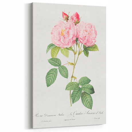 Neoclassical Art Print of Italian Damask Rose by Redouté - Floral Decor