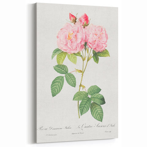 Neoclassical Art Print of Italian Damask Rose by Redouté - Floral Decor
