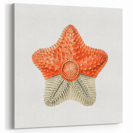 Vintage Starfish Marine Life Art – Unique Modern Coastal Wall Decor