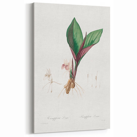 Neoclassical Botanical Print: Kaempferia Longa by Redouté - Elegant Decor