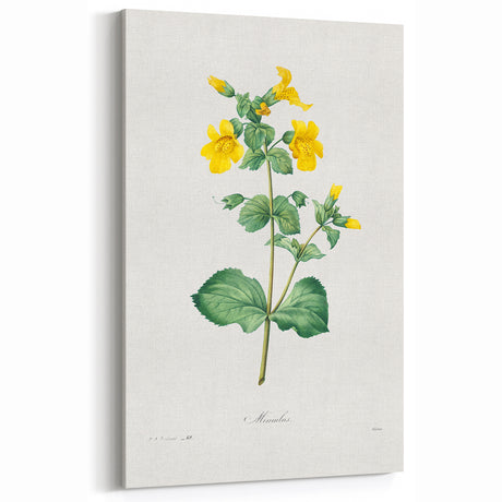 Neoclassical Botanical Print: Mimulus by Redouté - Elegant Floral Art