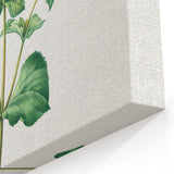 Neoclassical Botanical Print: Mimulus by Redouté - Elegant Floral Art
