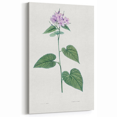 Neoclassical Botanical Print: Morning Glory by Redouté - Floral Elegance
