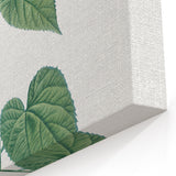 Neoclassical Botanical Print: Morning Glory by Redouté - Floral Elegance