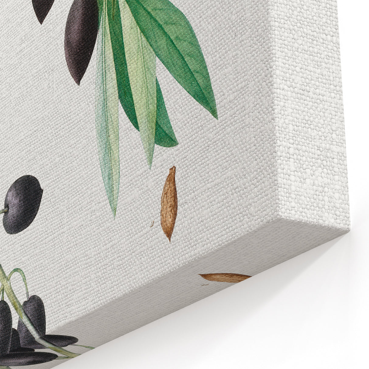 Neoclassical Botanical Print: Olive Tree by Redouté - Elegant Floral Art