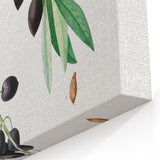 Neoclassical Botanical Print: Olive Tree by Redouté - Elegant Floral Art