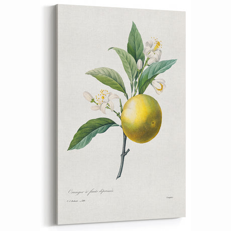 Neoclassical Botanical Print: Orange Tree by Redouté - Elegant Floral Art