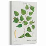 Neoclassical Art Print: Betula Excelsa - Elegant Botanical Wall Art