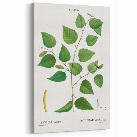 Neoclassical Art Print: Betula Excelsa - Elegant Botanical Wall Art