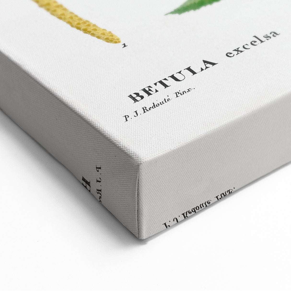 Neoclassical Art Print: Betula Excelsa - Elegant Botanical Wall Art